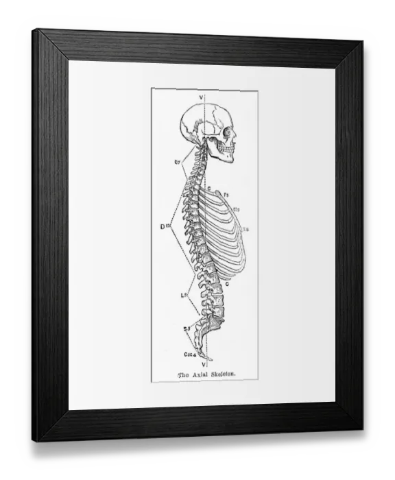 Framed Print : The axial skeleton anatomy engraving 1878 Framed Print : The axial skeleton anatomy engraving 1878