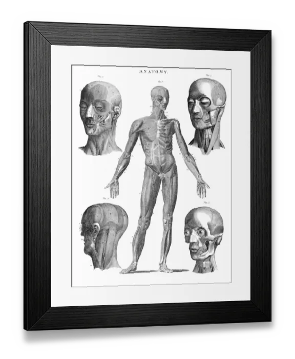 Framed Print : Huam muscles anatomy engraving 1878 Framed Print : Huam muscles anatomy engraving 1878