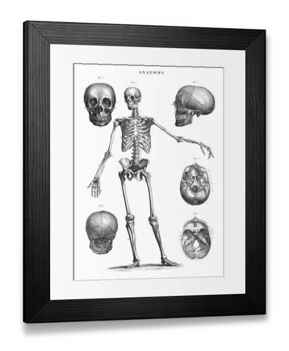 Framed Print : Human skeleton anatomy engraving 1878 Framed Print : Human skeleton anatomy engraving 1878