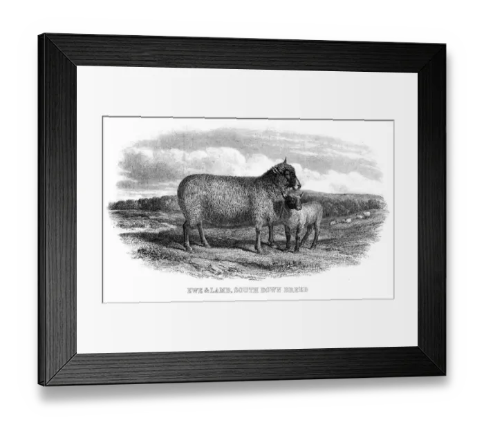Framed Print : Lambs engraving 1878 Framed Print : Lambs engraving 1878