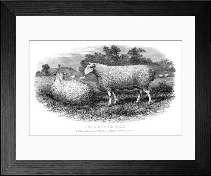 Framed Print : Leicester ram engraving 1878 Framed Print : Leicester ram engraving 1878