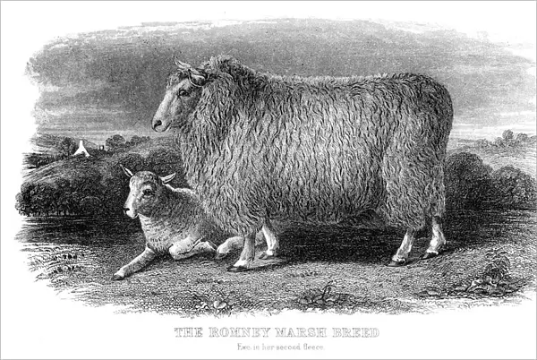 The Romney sheep engraving 1878