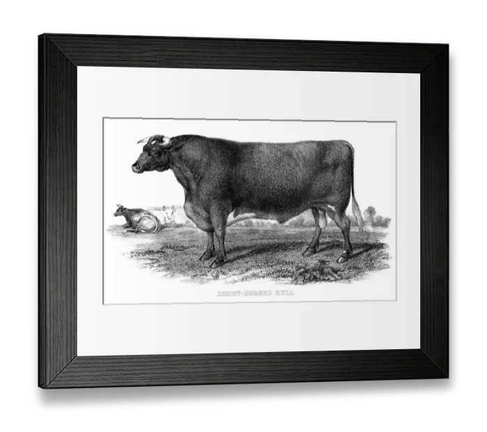 Framed Print : Short horned bull engraving 1878 Framed Print : Short horned bull engraving 1878