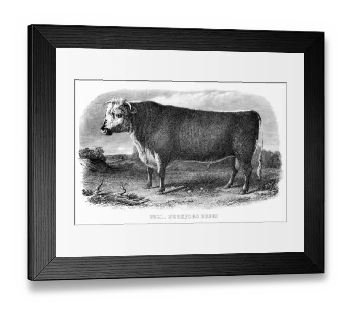Framed Print : Hereford bull engraving 1878 Framed Print : Hereford bull engraving 1878