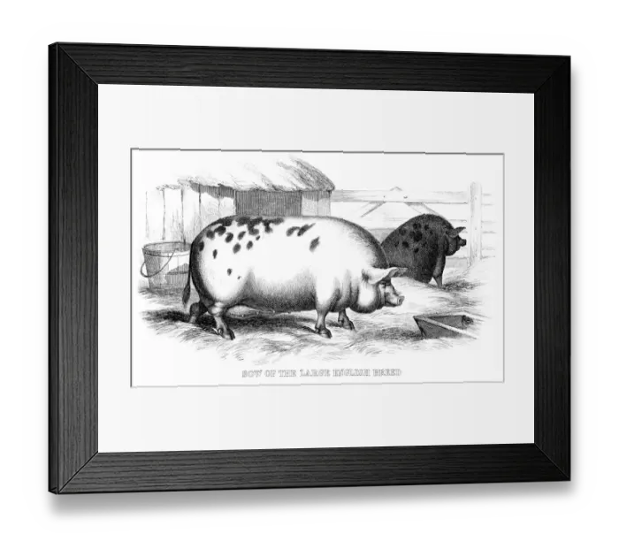 Framed Print : English pig engraving 1878 Framed Print : English pig engraving 1878