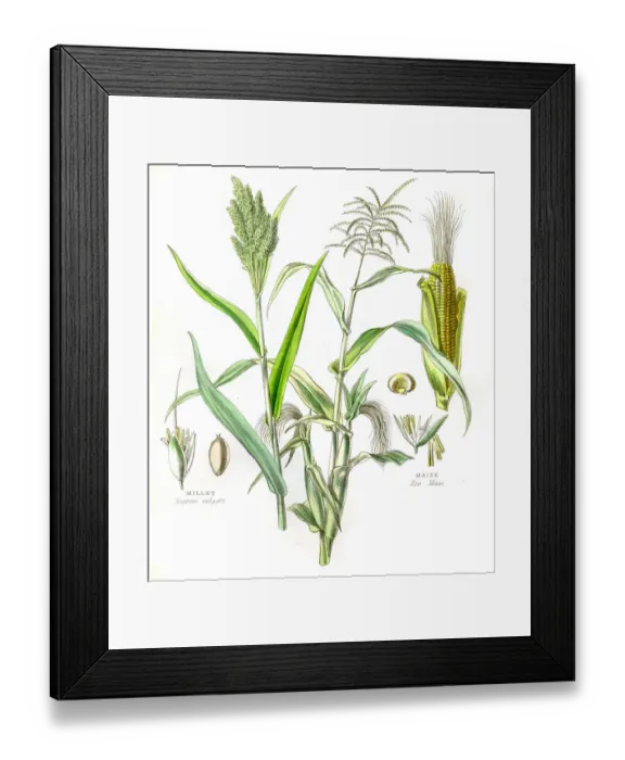 Framed Print : Maize and Millet engraving 1857