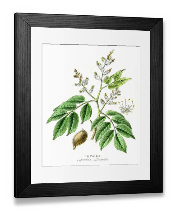Framed Print : Copaiba botanical engraving 1857