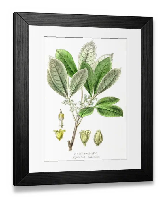 Framed Print : Rubber tree engraving 1857