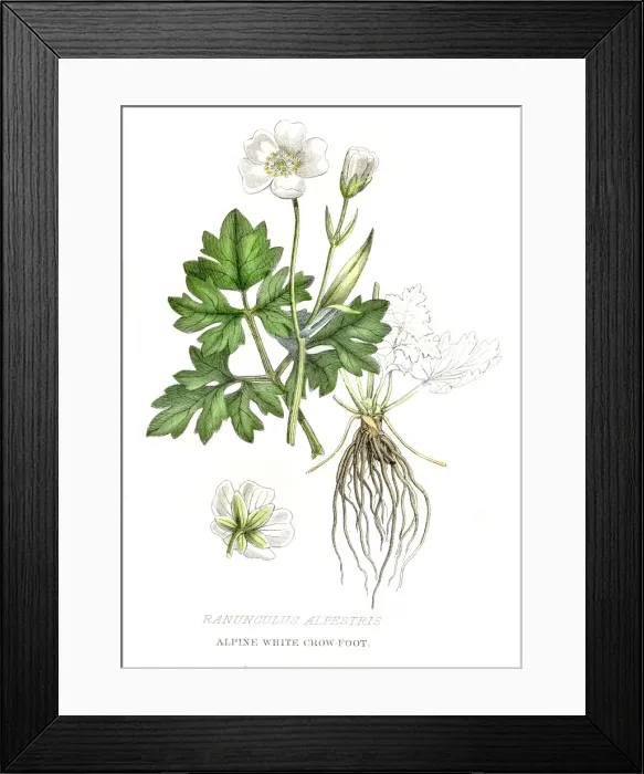 Framed Print : Alpine crow foot botanical engraving 1857