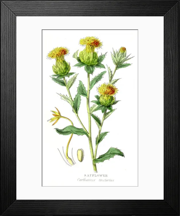 Framed Print : Safflower botanical engraving 1857 Framed Print : Safflower botanical engraving 1857