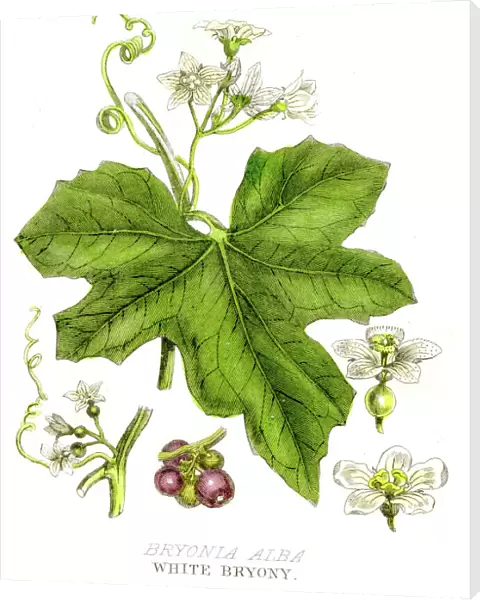 White bryony poison plant engraving 1857