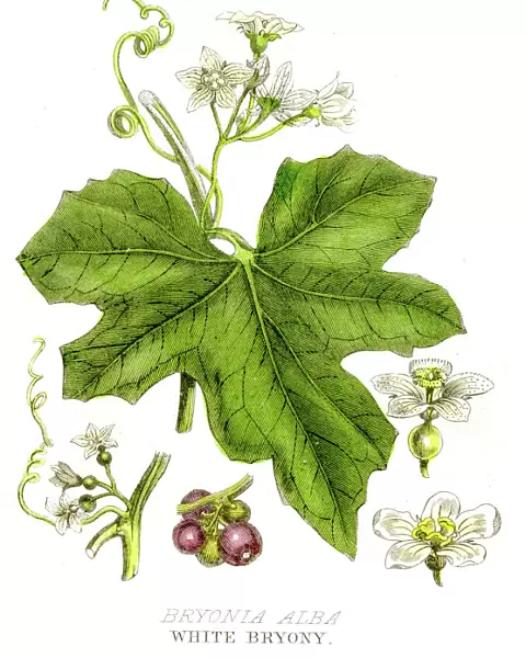 White bryony poison plant engraving 1857