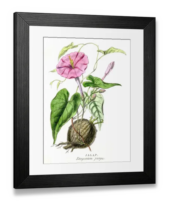 Framed Print : Jalapa botanical engraving 1857 Framed Print : Jalapa botanical engraving 1857