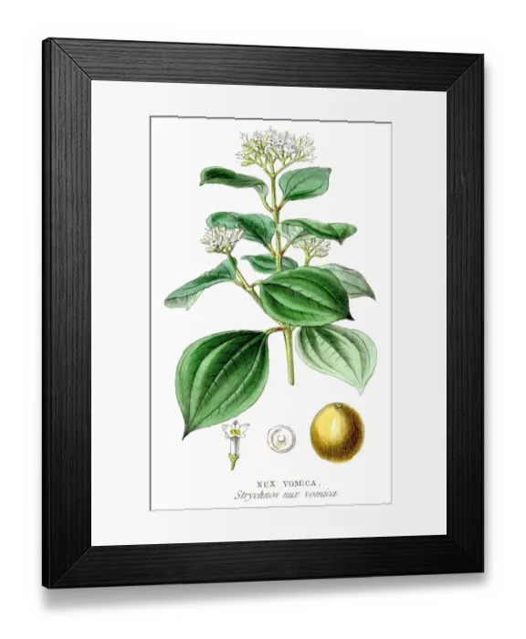 Framed Print : Nux vomica botanical engraving 1857 Framed Print : Nux vomica botanical engraving 1857