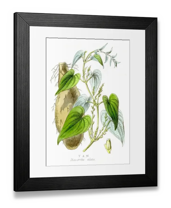 Framed Print : Yam engraving 1857 Framed Print : Yam engraving 1857