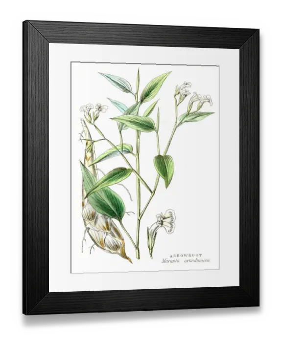 Framed Print : Arrowroot tuber plant engraving 1857 Framed Print : Arrowroot tuber plant engraving 1857
