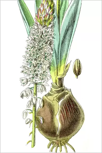 Squill botanical engraving 1857