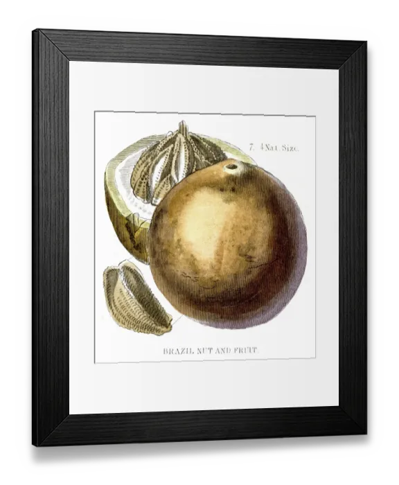 Framed Print : Brazil nut engraving 1857 Framed Print : Brazil nut engraving 1857