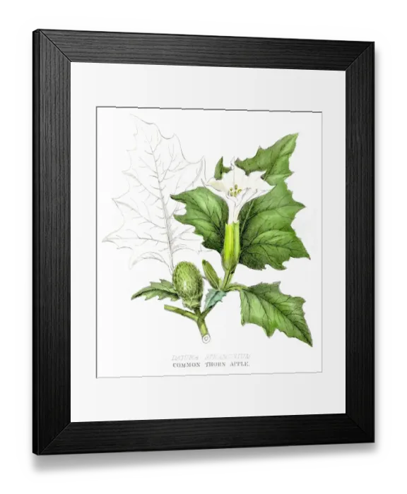 Framed Print : Common thorn apple poison engraving 1857 Framed Print : Common thorn apple poison engraving 1857