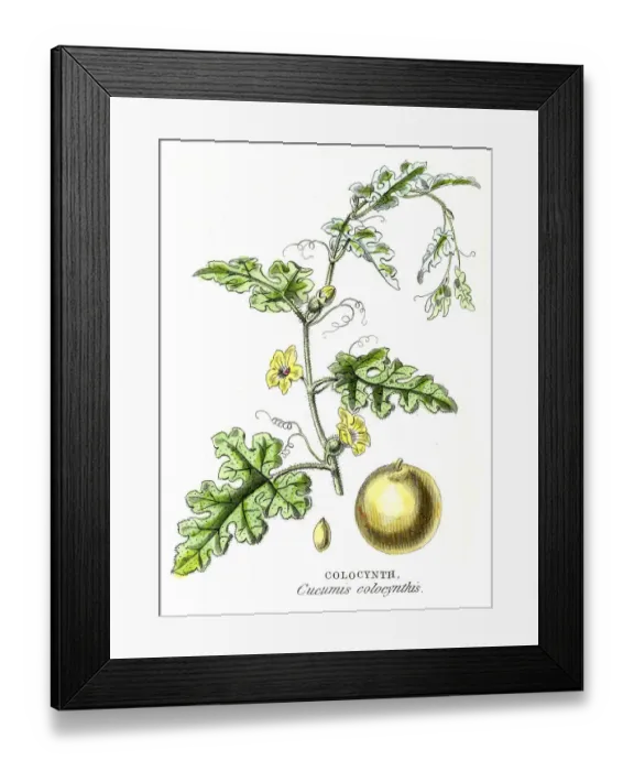 Framed Print : Bitter cucumber botanical engraving 1857 Framed Print : Bitter cucumber botanical engraving 1857
