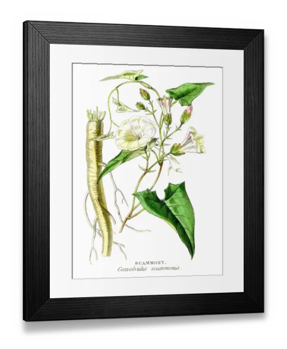 Framed Print : Scammony botanical engraving 1857 Framed Print : Scammony botanical engraving 1857
