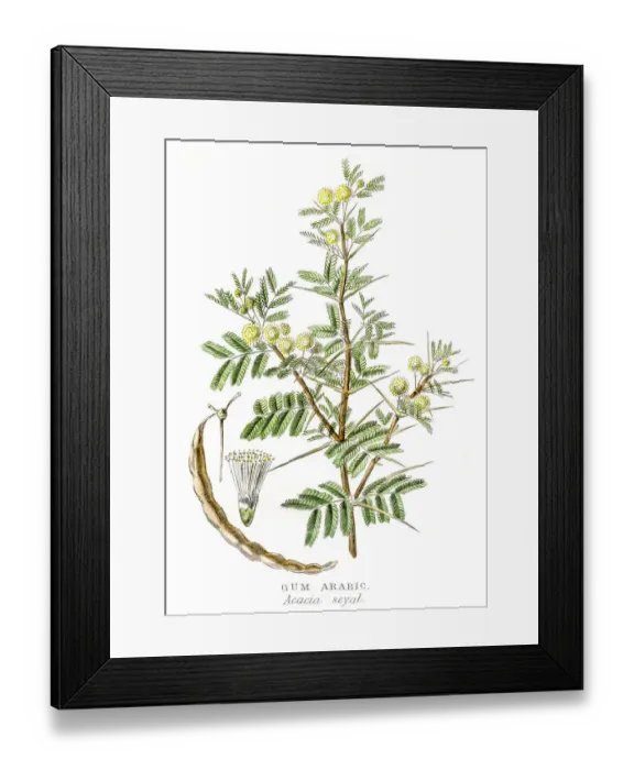 Framed Print : Gum arabic botanical engraving 1857 Framed Print : Gum arabic botanical engraving 1857