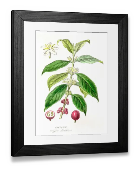 Framed Print : Coffee crop botanical engraving 1857 Framed Print : Coffee crop botanical engraving 1857