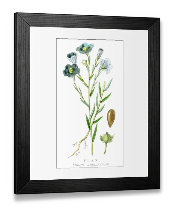 Framed Print : Flax plant botanical engraving 1857 Framed Print : Flax plant botanical engraving 1857
