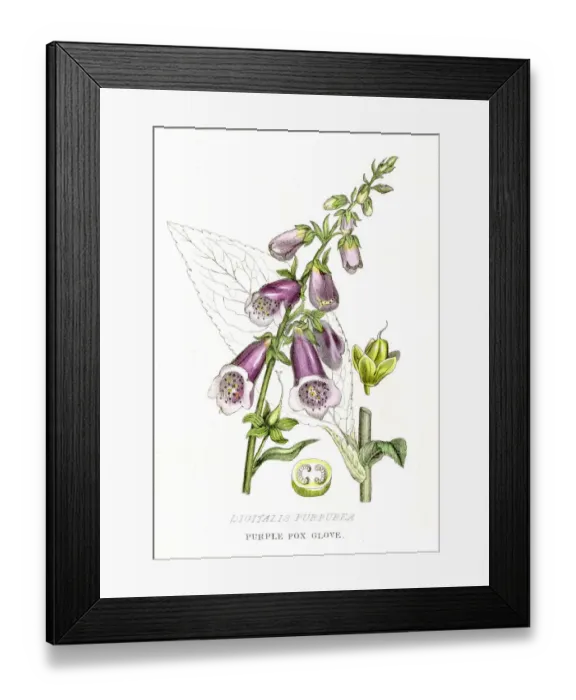 Framed Print : Purple fox glove botanical engraving 1857 Framed Print : Purple fox glove botanical engraving 1857
