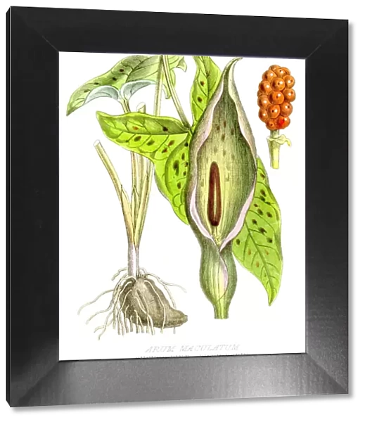 Cuckoo Pint poison plant engraving 1857