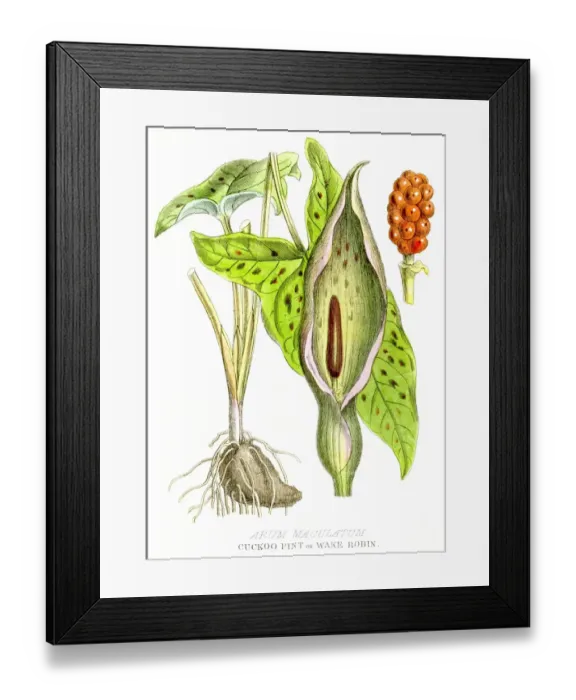 Framed Print : Cuckoo Pint poison plant engraving 1857 Framed Print : Cuckoo Pint poison plant engraving 1857