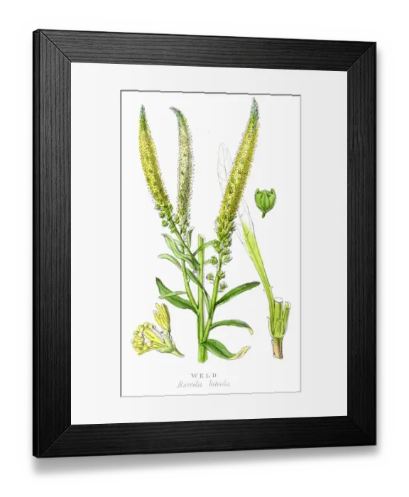 Framed Print : Weld botanical engraving 1857 Framed Print : Weld botanical engraving 1857