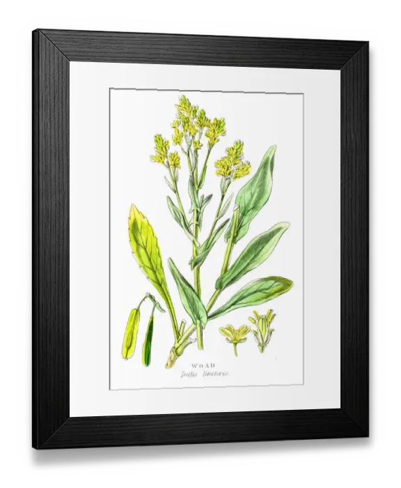 Framed Print : Woad botanical engraving 1857 Framed Print : Woad botanical engraving 1857