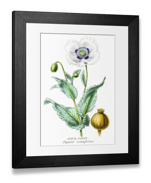 Framed Print : Opium poppy botanical engraving 1857