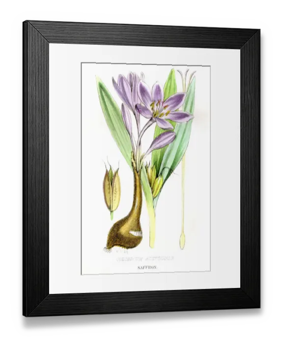 Framed Print : Saffron botanical engraving 1857 Framed Print : Saffron botanical engraving 1857