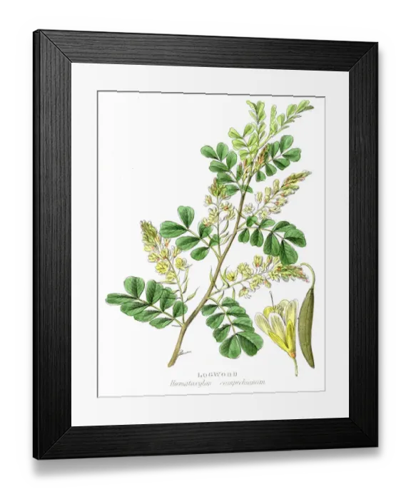 Framed Print : Logwood botanical engraving 1857 Framed Print : Logwood botanical engraving 1857