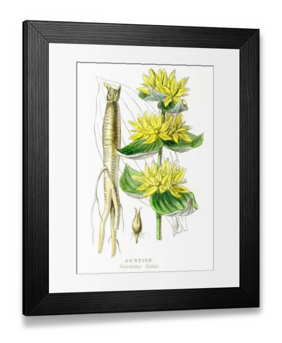 Framed Print : Gentian botanical engraving 1857 Framed Print : Gentian botanical engraving 1857
