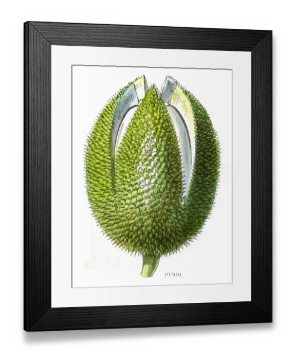 Framed Print : Durian fruit engraving 1857 Framed Print : Durian fruit engraving 1857