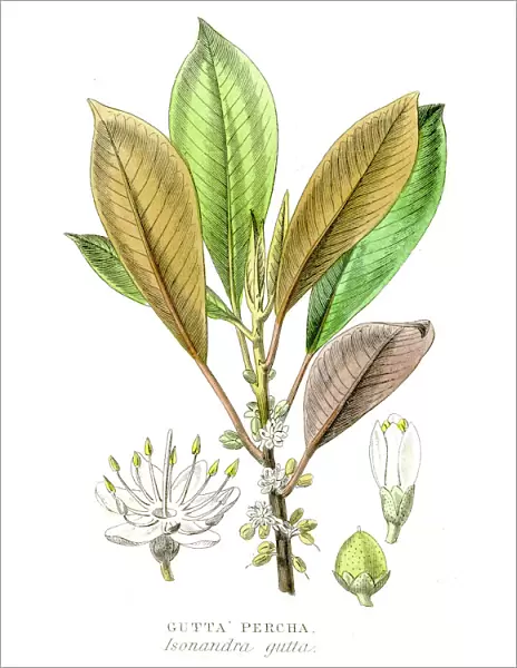 Gutta percha gum plant engraving 1857