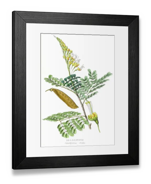Framed Print : Brazilwood botanical engraving 1857 Framed Print : Brazilwood botanical engraving 1857