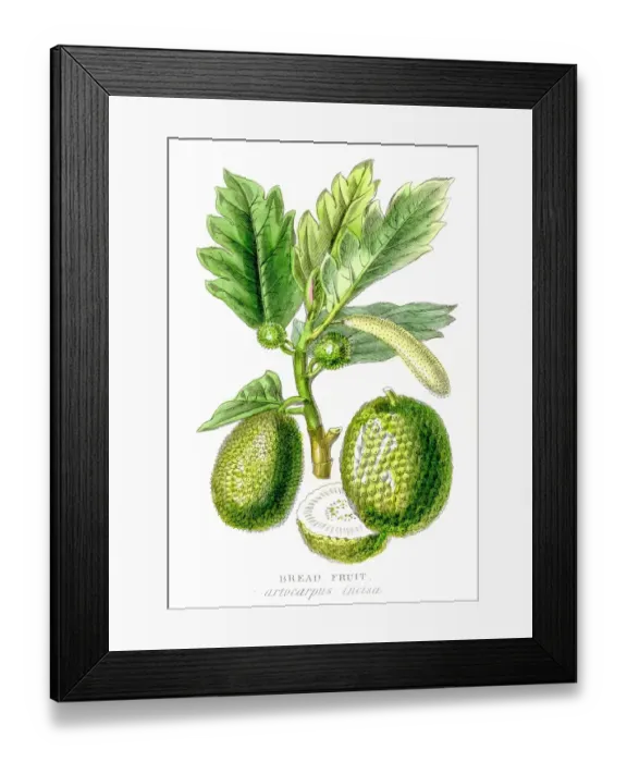 Framed Print : Breadfruit plant botanical engraving 1857 Framed Print : Breadfruit plant botanical engraving 1857