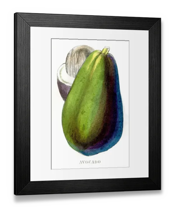 Framed Print : Avocado fruit engraving 1857 Framed Print : Avocado fruit engraving 1857