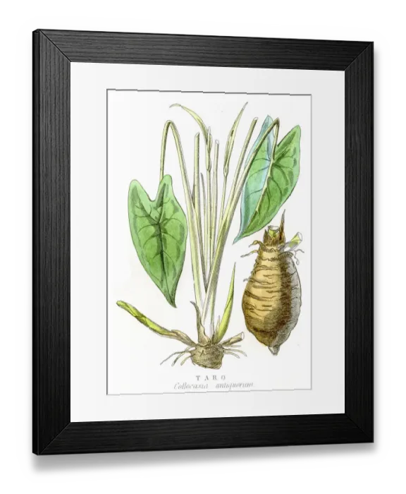 Framed Print : Taro engraving 1857 Framed Print : Taro engraving 1857