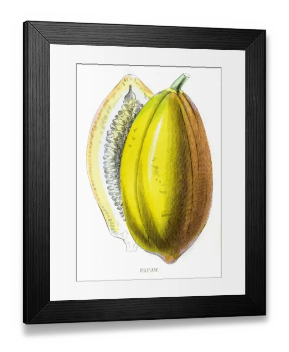 Framed Print : Papaya fruit engraving 1857 Framed Print : Papaya fruit engraving 1857
