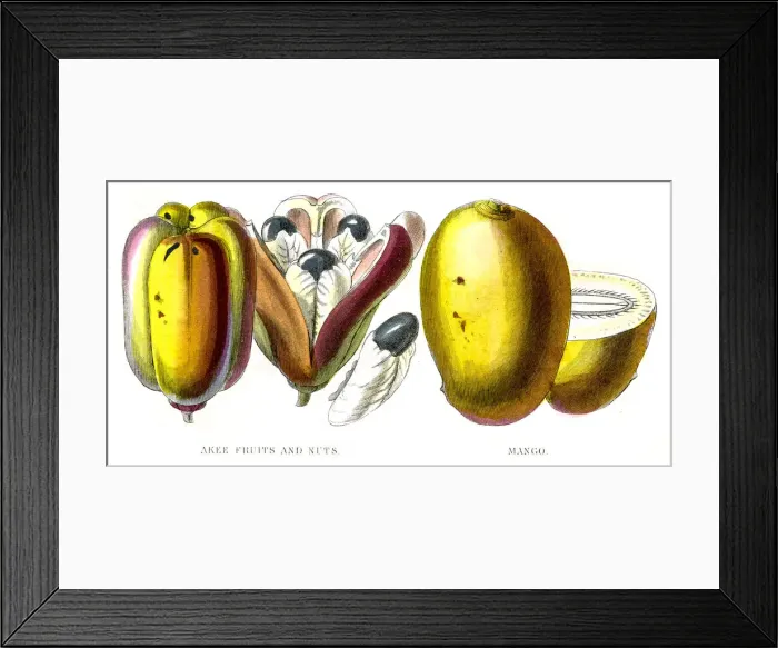 Framed Print : Mango and akee fruit engraving 1857 Framed Print : Mango and akee fruit engraving 1857