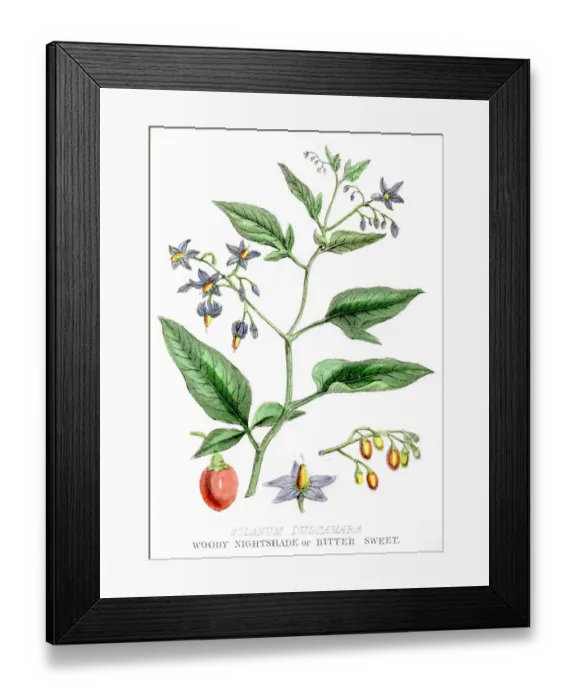 Framed Print : Woody nightshade poison engraving 1857 Framed Print : Woody nightshade poison engraving 1857