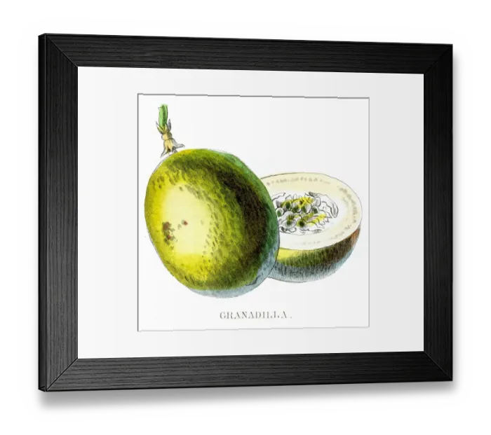 Framed Print : Passion fruit engraving 1857 Framed Print : Passion fruit engraving 1857