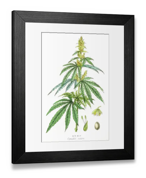 Framed Print : Cannabis plant botanical engraving 1857
