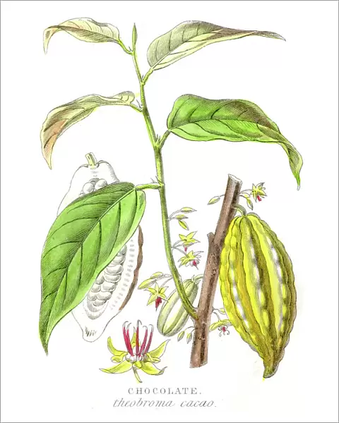 Chocolate plant botanical engraving 1857
