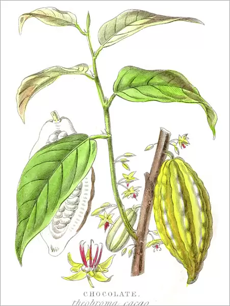 Chocolate plant botanical engraving 1857